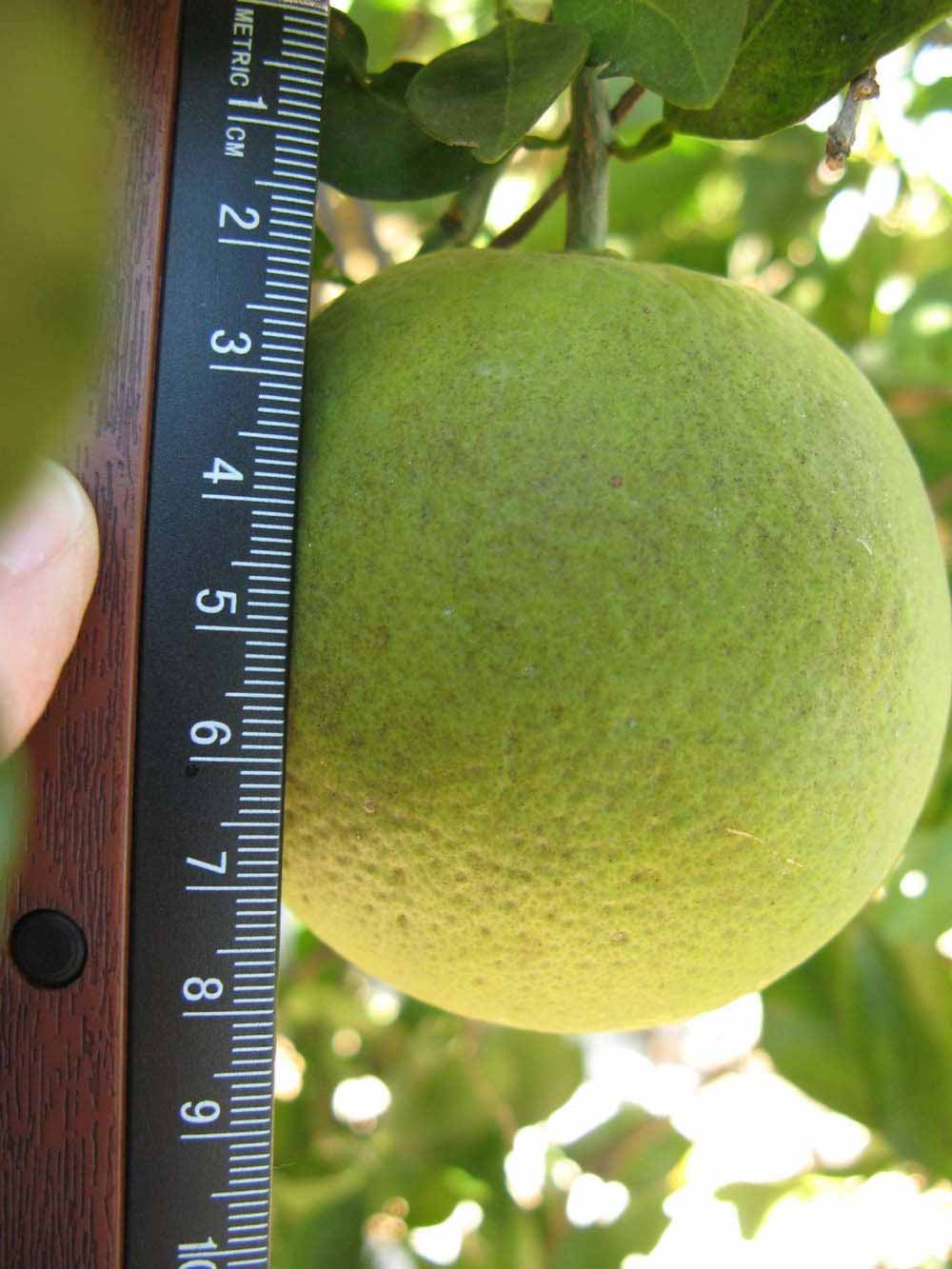              Immature fruit (Winter Haven, FL)       